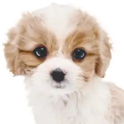 【 キャバション 】奇跡のブレナムスポットを持つブレンハイムのキャバリアMIX!