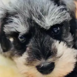 【 ミニチュアシュナウザー 】動くぬいぐるみ!! ほっこり北通vol.278