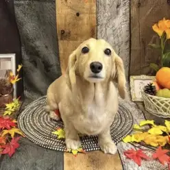 【 城山トリミング 】城山トリミング日和 No.29『めっちちゃん』