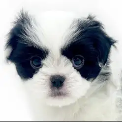 【 MIX 】パパがトイプードル、ママが狆！超激レアな女の子！