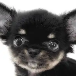 【 チワワ 】可愛さギュッと凝縮！手乗りサイズの小さな体で癒しと笑顔をくれる！