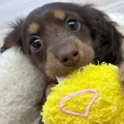 【 ミニチュアダックスフント 】くっきり眉と濃厚濃いめのチョコレートの女の子！