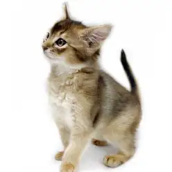 【 ソマリ 】優雅で遊び上手!ルディカラーの男の子が仲間入り