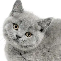 【 ブリティッシュショートヘア 】全て超ド級！奇跡のプレミアムブルーにゃんこ！