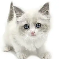 【 ラグドール 】甘え上手なドールキャット！青い瞳を持つ激カワお姫様が降臨！