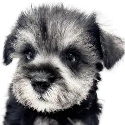 【 ミニチュアシュナウザー 】ロマンスグレーが魅力的！愛嬌たっぷりガール！