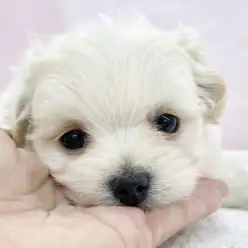 【 ミックス 】両親の良いところ取りMIX！マルチワちゃんが志村坂下店に入店！