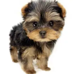 【 ヨークシャーテリア 】抜け毛が少ない童顔フェイスが可愛いヨーキーの女の子