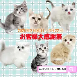【 お知らせ 】お客様大感謝祭開催！マルワンワカバウォーク鶴ヶ島店の子猫紹介！