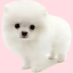【 ポメラニアン 】笑顔が可愛い甘えん坊なホワイトの男の子が埼玉浦和に登場