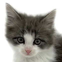 【 ノルウェージャンフォレストキャット 】パパはACCチャンピオン！