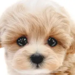 【 マルプー 】大人気MIX!ふわふわな被毛と小さめボディーが可愛い女の子!