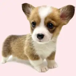 【 ウェルシュコーギーペンブローク 】レッド＆ホワイトカラーの美形な女の子