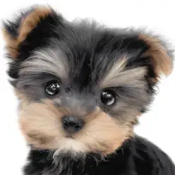 【 ヨーキー 】父はチャンピオン犬!小さめサイズで愛らしいルックスのプレミアム娘