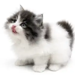 【 サイベリアン 】人気者すぎる！？ブルーカラーのサイベリアン