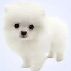 【 ポメラニアン 】笑顔が可愛い甘えん坊なホワイトの男の子が埼玉浦和に登場