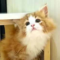 【 ノルウェージャン 】癒しの存在！穏やかでお迎えしやすい男の子