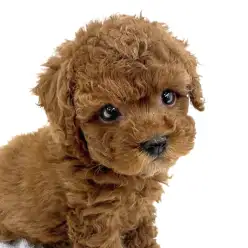 【 トイプードル 】誰もが虜になること間違いなし！小さめからあげプーちゃん