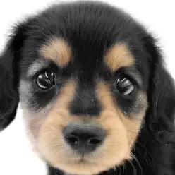 【 カニンヘンダックスフント 】あざとさと愛嬌は都内No.1!小さめ家系の女の子