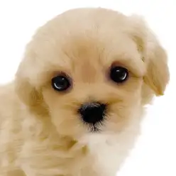 【 マルプー 】マルチーズとトイプードルの最強MIX犬！白い靴下を履いた女の子！