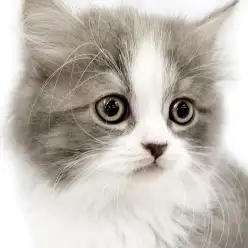 【 サイベリアン 】気品と可愛さをあわせ持つ男の子が東日暮里店へやってきた！