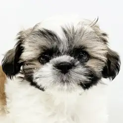 【 シーズー 】シーズー3頭飼いのスタッフが勧める！癒し系激カワちゃん