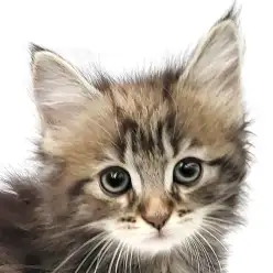 【 ノルウェージャンフォレストキャット 】グイグイ甘えてくる男の子が日暮里に登場