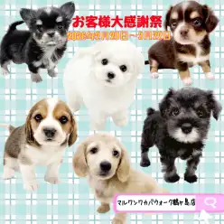 【 お知らせ 】お客様大感謝祭開催！マルワンワカバウォーク鶴ヶ島店の子犬紹介！