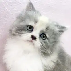 【 サイベリアン 】希少カラーリングのサイベリアンちゃんが志村坂下店に仲間入り！