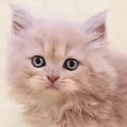 【 ラガマフィン 】猫界のテディベア！クリームタビーの温厚な女の子！