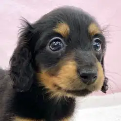 【 ミニチュアダックスフント 】くっきりした眉マロで可愛さ倍増！ダックスが入店！