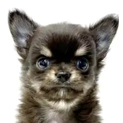 【 チワワ 】寄り添い上手なチョコタンホワイトくんが仲間入り