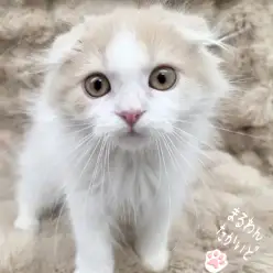 【 スコティッシュ 】性格も良く飼いやすい！王子級美形にゃんこ！