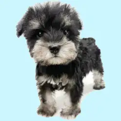 【 ミニチュア・シュナウザー 】童顔が可愛らしいブラック&シルバーの男の子