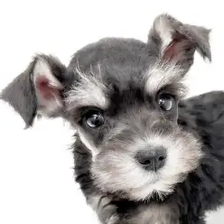 【 ミニチュアシュナウザー 】スタリッシュで美しく賢い！才色兼備シュナウザー！