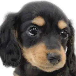 【 ダックスフント 】愛らしい表情と全力で甘える姿がチャーミングなブラタン女子