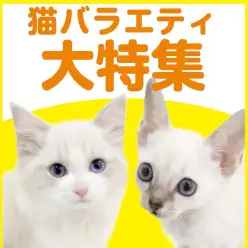 【 猫バラエティ特集 】3/5現在在店中のオンリーにゃんこ！最新動画は必見！