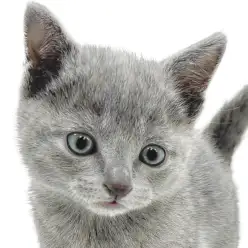 【 ロシアンブルー 】初心者様必見！ブルーの被毛が美しい甘え上手な女の子！