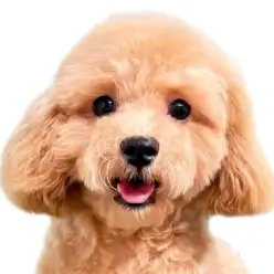 【 MIX 】甘えん坊マルプーちゃんのふわふわ日常ケア