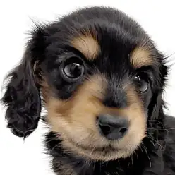 【 ミニチュアダックスフント 】ブラタンカラーの小柄で超美人の女の子登場！