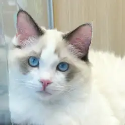 【 ラグドール 】更に広いお部屋にお引越し!ラグちゃんのお部屋紹介ツアー!