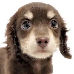 【 カニンヘンダックス 】チョコ＆イエローは超レア！隠れロゴマークもご紹介！