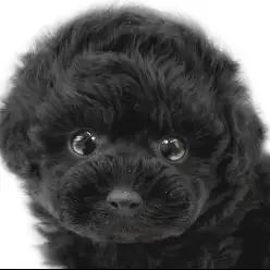 【 トイプードル 】 童顔フェイスのこぐま系！魅力がたっぷりなブラックプードル