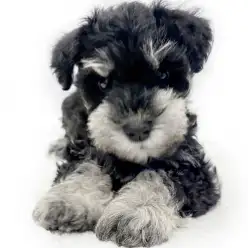 【 ミニチュアシュナウザー 】漆黒の美しさ。優しい瞳のレディ