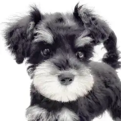 【 ミニチュアシュナウザー 】初のシュナカットでびっくり仰天の可愛さに大変身！