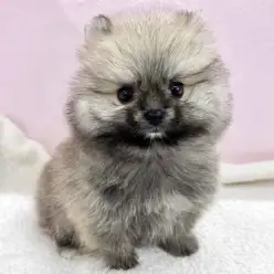 【 ポメラニアン 】元気いっぱいで甘えん坊なポメラニアンの男の子が仲間入り!