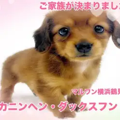 【 カニンヘンダックスフント 】超絶甘え坊レッドの女の子が登場！