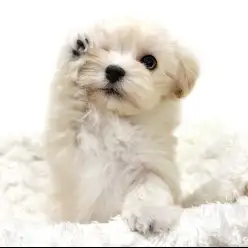 【 MIX 】歩くシュークリーム！？小柄で人懐っこいマルプーの女の子