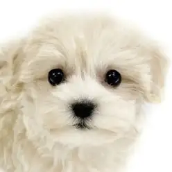 【 プーマル 】両親の魅力を総取りのMIX犬!プーマルの女の子が仲間入り!