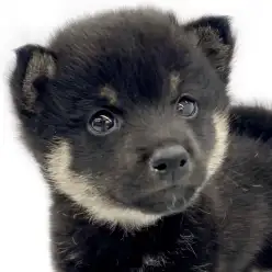 【 豆柴 】豆柴をお探しの方!必見!黒色の被毛を持った男の子が志村坂下店に登場